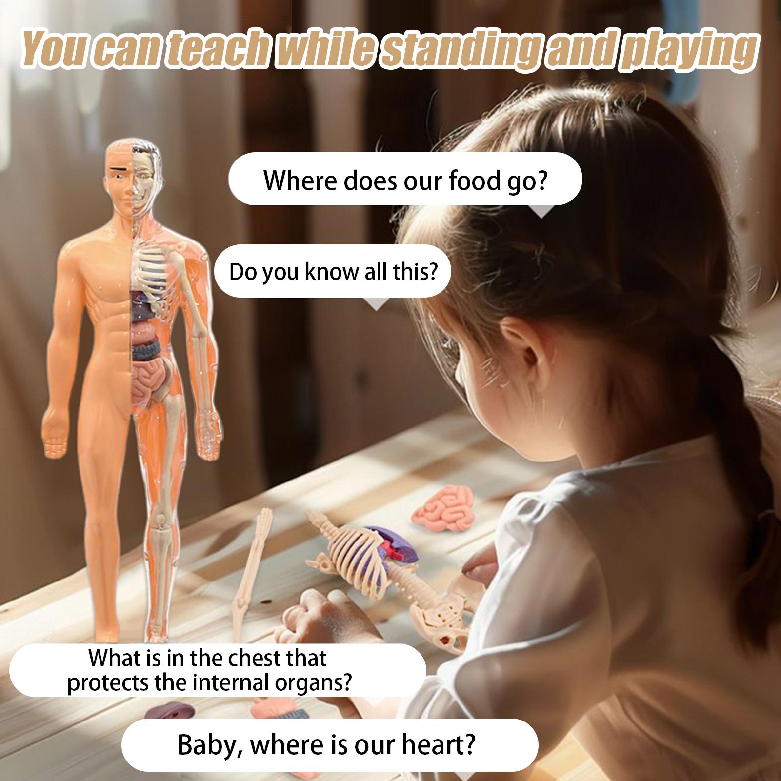 แบบจำลองโครงกระดูกมนุษย์สำหรับ - Kids Education Usa บทวิจารณ์และราคา