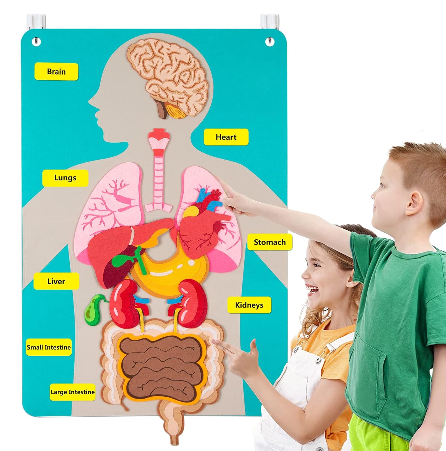 กระดานสักหลาดชิ้นส่วนร่างกายมน - Kids Education Story บทวิจารณ์และราคา